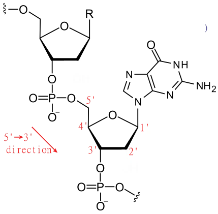 DNA structure